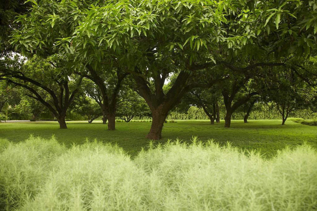 Taj Ganges Варанаси Экстерьер фото Trees in the park